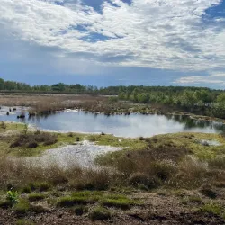 Bargerveen National Park - Emmen