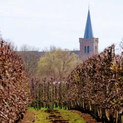 Sint Maartenskerk - Goes