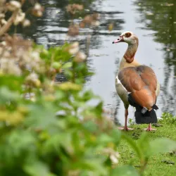 Wilhelminapark - Goes