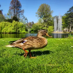 Wilhelminapark - Goes