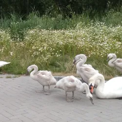 De Goudse Hout Park - Gouda