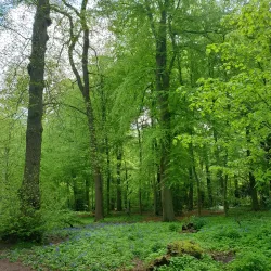 Haarlemmerhout Park - Haarlem