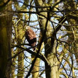 Haarlemmerhout Park - Haarlem