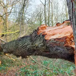 Haarlemmerhout Park - Haarlem