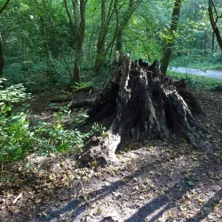 Haarlemmerhout Park - Haarlem