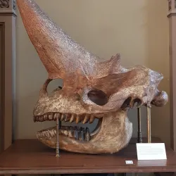 Museum Haarlem - Haarlem