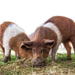 Local Farms and Agricultural Tours - Halle