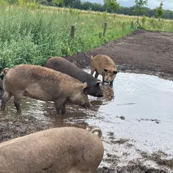 Local Farms and Agricultural Tours - Halle