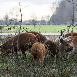 Local Farms and Agricultural Tours - Halle