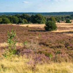 Sallandse Heuvelrug National Park - Halle
