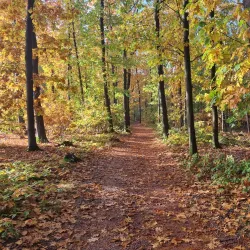 Sallandse Heuvelrug National Park - Halle