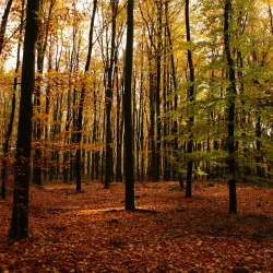 Sallandse Heuvelrug National Park - Halle