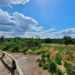 Sallandse Heuvelrug National Park - Halle