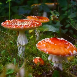 Sallandse Heuvelrug National Park - Halle