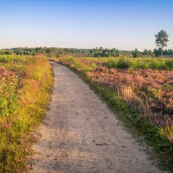Sallandse Heuvelrug National Park - Halle
