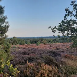 Sallandse Heuvelrug National Park - Halle