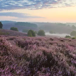 Veluwezoom National Park - Halle