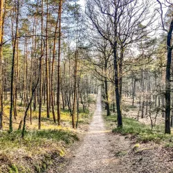 Veluwezoom National Park - Halle