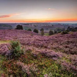 Veluwezoom National Park - Halle
