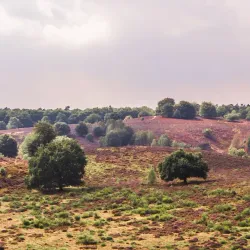 Veluwezoom National Park - Halle