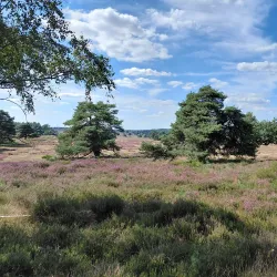 Veluwezoom National Park - Halle