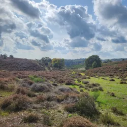 Veluwezoom National Park - Halle