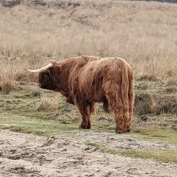 Veluwezoom National Park - Halle