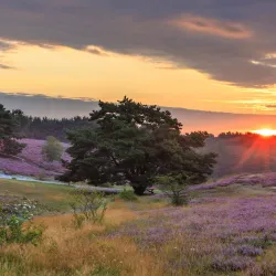 Brunssummerheide Nature Reserve - Heerlen