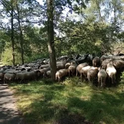 Brunssummerheide Nature Reserve - Heerlen