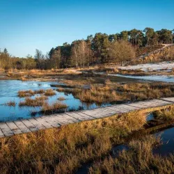 Brunssummerheide Nature Reserve - Heerlen
