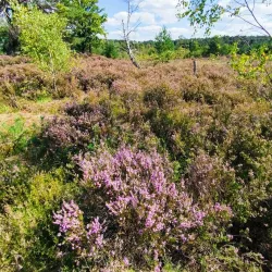 Brunssummerheide Nature Reserve - Heerlen