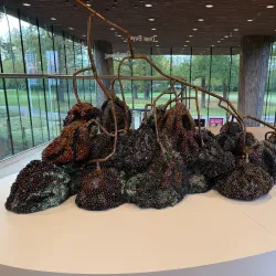 Bollenstreek Museum - Hillegom