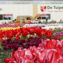 De Tulperij - Hillegom