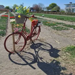 De Tulperij - Hillegom