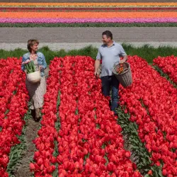 De Tulperij - Hillegom