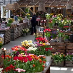 De Tulperij - Hillegom