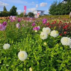 De Tulperij - Hillegom