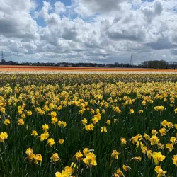 De Tulperij - Hillegom