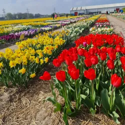 De Tulperij - Hillegom