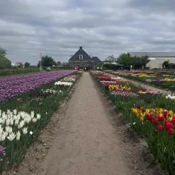 De Tulperij - Hillegom