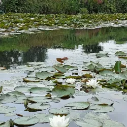 Haarlemmermeerse Bos - Hillegom