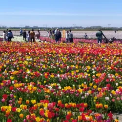 Hillegom Town Center - Hillegom