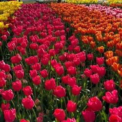 Keukenhof Gardens - Hillegom