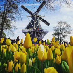 Keukenhof Gardens - Hillegom
