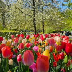 Keukenhof Gardens - Hillegom