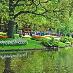 Keukenhof Gardens - Hillegom