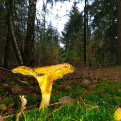 Hilversumse Golf Club - Hilversum