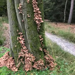 Hilversumse Golf Club - Hilversum