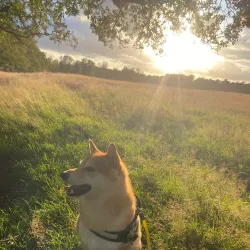 De Vuursche - Huizen