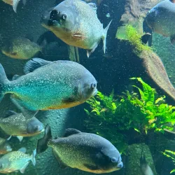 AquaZoo Friesland - Leeuwarden